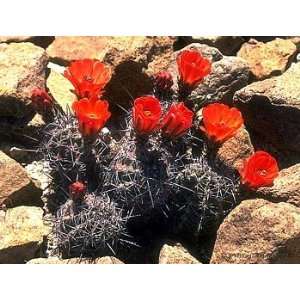  Hardy Claret Cup Cactus 25 Seeds   Echinocereus Patio 