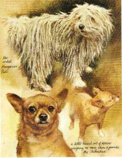 Puli & Chihuahua   Vintage Dog Print   Poortvliet  