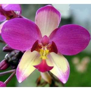 Philippine Ground Orchid Plant   Spathoglottis parsonii  