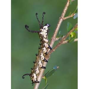  Owl Moth Caterpillar (Brahmaea Certhia) Crawling on a Twig 