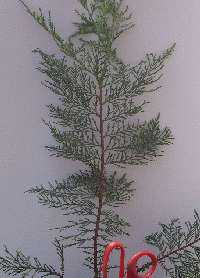Leyland Cypress Tree, 1 2 ft Fast Growing Evergreens for Privacy 
