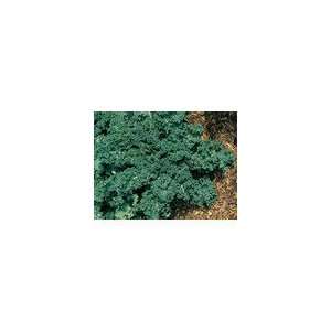  Kale Winterbor Hybrid Seeds Patio, Lawn & Garden