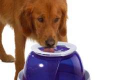 Large Drinking Fountain For Dogs   Fresh & Clear Dogit®  