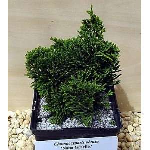 Dwarf Green Hinoki Cypress   Chamaecyparis Hage   Potted  