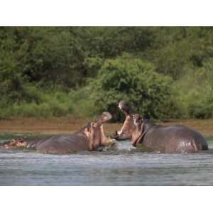  Hippos Fighting in Kruger National Park, Mpumalanga, South 