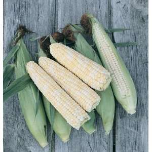  Davids Organic Sweet Bi Color Corn Double Standard (su 