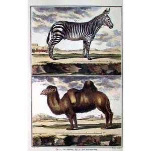  Zebra and Camel Pair by Denis Diderot. Size 9.50 X 14.50 