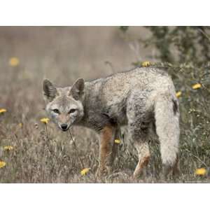  Gray Fox (Patagonian Fox) (Pseudalopex Griseus), Torres 