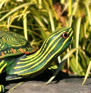 Extra Large Museum Quality Eastern Painted Turtle  