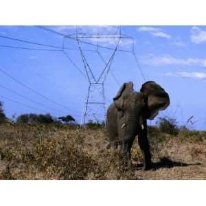  African Elephant Walks Near High Tension Electrical Wires 