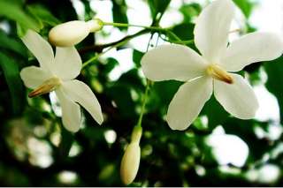 Water Jasmine   Wrightia religiosa   Bonsai/House Plant  