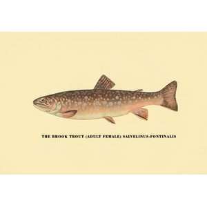  Brook Trout (Adult Female)   12x18 Gallery Wrapped Canvas 