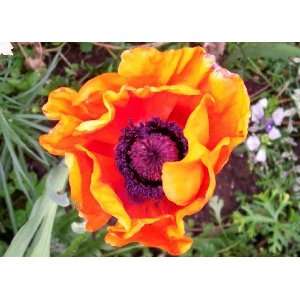  Fruit Fusion Poppy Seed Pack Patio, Lawn & Garden