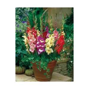  Gladiolus   Glamini   Mixed Colors Flower Bulbs Patio 