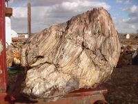 LANDSCAPING ROCK   WONDERFUL GREY STUMP   683 LBS.  