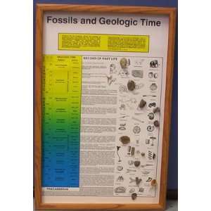  Geo Science   Fossils And Geologic Time Toys & Games