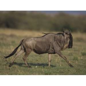 Wildebeest or Gnu, Connochaetes Taurinus, Running across the Savanna 