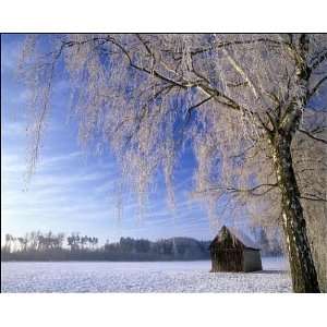 Birch and hut, frost covered birch tree and hut in winter Photographic 