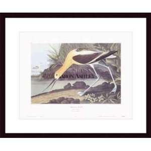     American Avocet   Artist John James Audubon  Poster Size 16 X 24