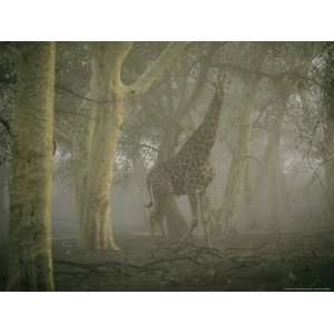 Giraffe Stands in a Misty Forest in the Ndumu Game Reserve National 
