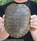inch Red Ear slider Turtle shell Taxidermy Arts & Crafts terrapin 
