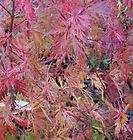 Japanese Maple GARNET RED LACE LEAF LONG TRUNK 2 YR items in 
