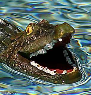 Swimming Alligator Reptile FLoats in pool or pond  
