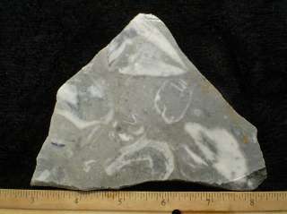 Fossil Stone Slab Mexico Cabbing Lapidary Gemstone Cabochon Rough 