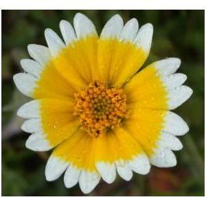  Tidy Tips Flower Seeds Patio, Lawn & Garden