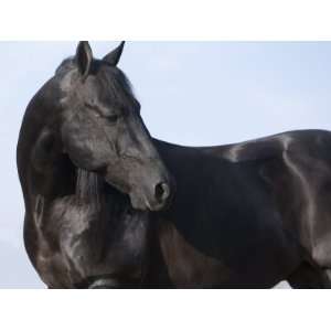 Black Quarter Horse Stallion, Longmont, Colorado, USA Premium Poster 