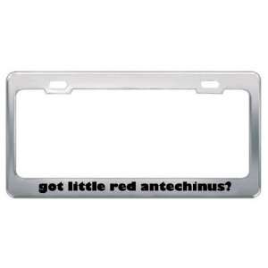 Got Little Red Antechinus? Animals Pets Metal License Plate Frame 