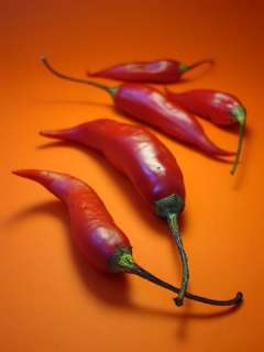 Thai Super Hot Red Chili Pepper 4 Plants   Very Hot  