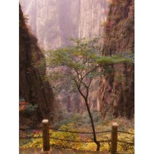 Autumn Colors, Xihai (West Sea) Valley, Mount Huangshan (Yellow 