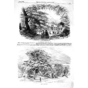   1852 SYON GREAT PLANT HOUSE DUKE NORTHUMBERLAND TREE