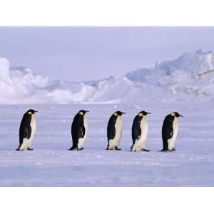 , Walking Across the Sea Ice, Antarctica Photos To Go Collection 